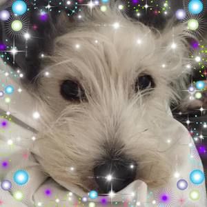 Meet your Posher, Holly